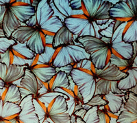 Thumbnail for Butterflies Upholstery Fabric by Meter Turquoise Velvet Sewing Material Per Meters